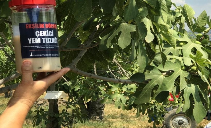 İzmir Büyükşehir Belediyesi Ödemiş’te 4 bin 500 ekşilik böceği tuzağı dağıttı