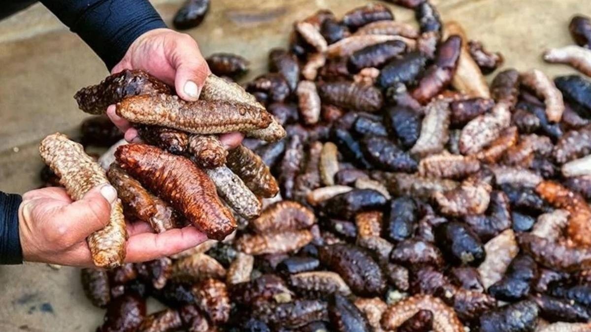 Deniz Patlıcanları: Ege Denizi'nin Temizliğini Tehdit Eden İhracat Tartışmaları