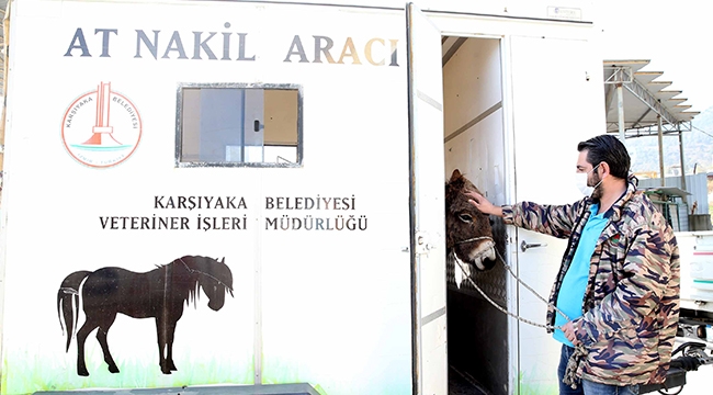 Karşıyaka’da başıboş eşek koruma altına alındı
