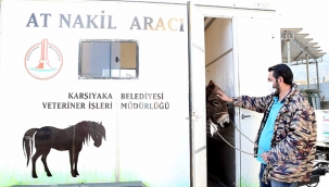 Karşıyaka’da başıboş eşek koruma altına alındı
