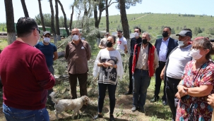 Efes selçuk’ta doğa katliamı