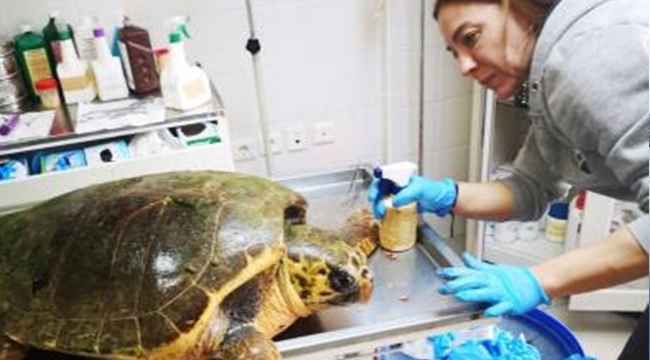 Güzelbahçe’de bulunan deniz kaplumbağasının tedavisi Sasalı'da sürüyor