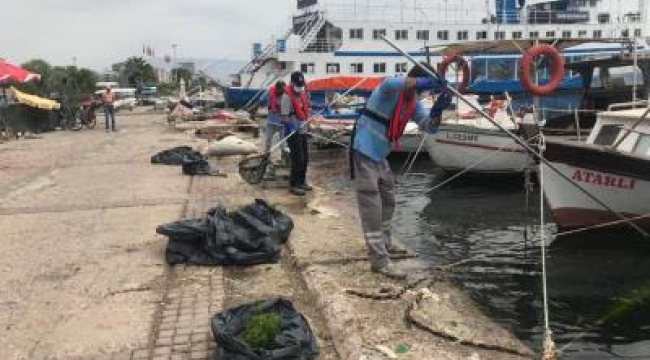 Körfez'deki deniz marulları temizleniyor