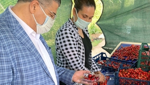 Milletvekili Sındır, “kiraz üreticisini pandemi değil pazara müdahaleler bitiriyor”