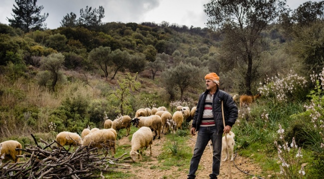 Büyükşehir yangına dirençli yeşil örtü için “orman seferberliği” başlatıyor