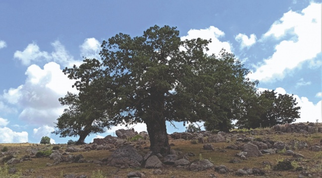 İzmir’in ormanları için yeniden “İzmir dayanışması”