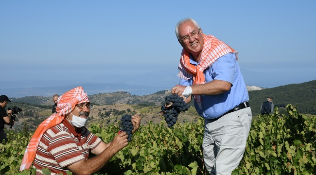 Karabağlar'da Kavacık Üzüm Festivali gün sayıyor