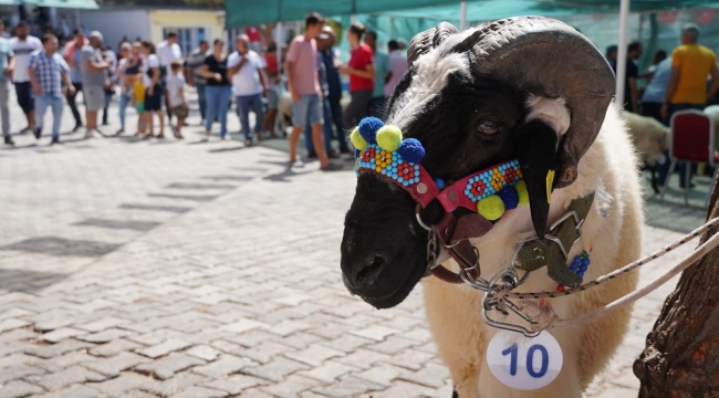 Ovacık'ta festival şenliği