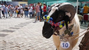 Ovacık'ta festival şenliği