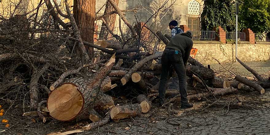Kuruyan Ağaçlar, İhtiyaç Sahiplerine Yakacak Oluyor 