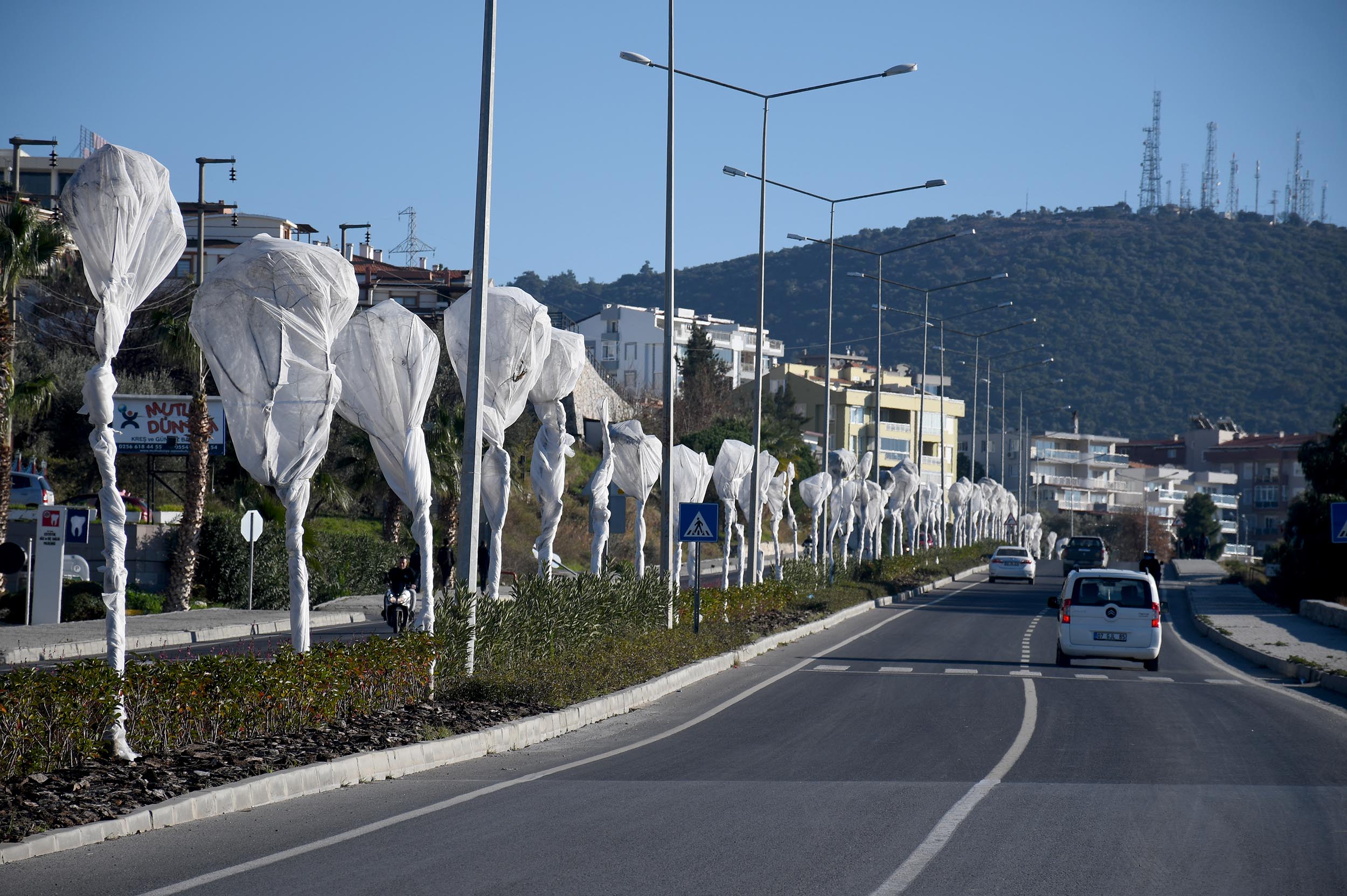 Kuşadası&#039;ndan Ağaçlara Özel Koruma