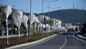 Kuşadası'ndan Ağaçlara Özel Koruma