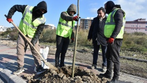 Aliağa’yı Pavlonya Ağaçları Süsleyecek