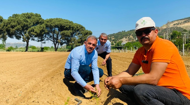 Beydağ’da İlk Kez Kuşkonmaz Üretimine Başlandı