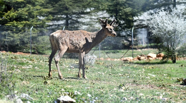 Doğal Yaşam Parkı’ndaki Kızıl Geyiklerin Yeni Yuvası Spil Dağı