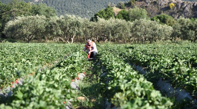 İzmir Çilek Festivali&#039;nde Buluşacak