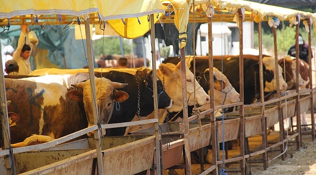 Bin 200 Kiloluk Sığır 75 Bin TL