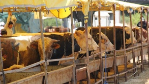 Bin 200 Kiloluk Sığır 75 Bin TL