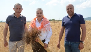Torbalı Belediyesi Buğday Hasadına Başladı