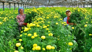 Bademler’in Çiçek Üreticisi Hollanda Borsası’nda