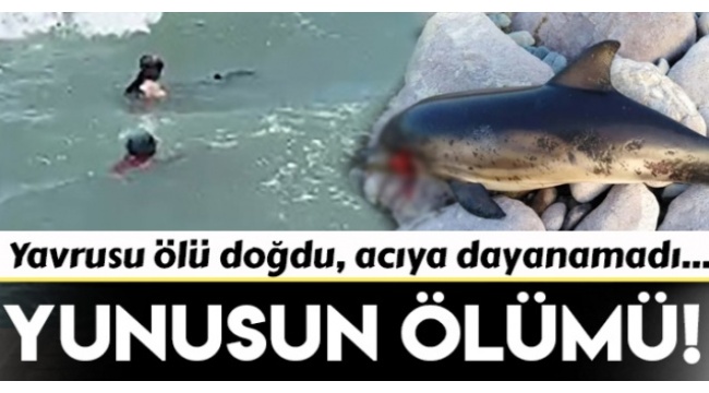 İzmir'de Yavrusu Ölü Doğan Yunus Kendini Karaya Vurdu