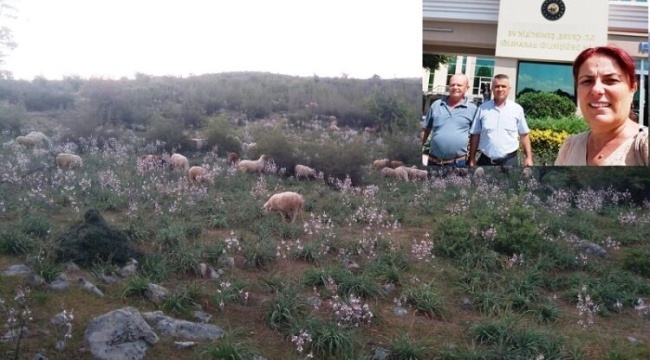 Bergamalı çobanların zaferi: 3 bin dönümlük mera alanındaki sanayi bölgesi için başlatılan ÇED süreci durduruldu