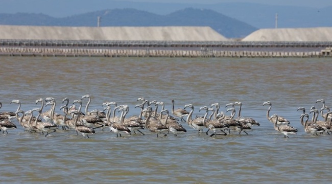 Flamingolara Kreş Eğitimi