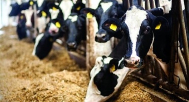 Aydınlı, Hayvan Yetiştiricilerinin 2 Aylık Arpa İhtiyacı Karşılanacak