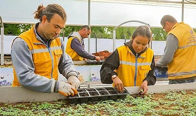Aydın Büyükşehir Belediyesi Aydın'ı Renklendiren Çiçekleri Kendi Üretiyor