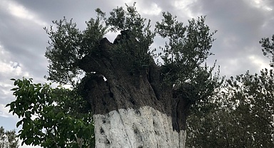 İda Sergimize Bekliyoruz