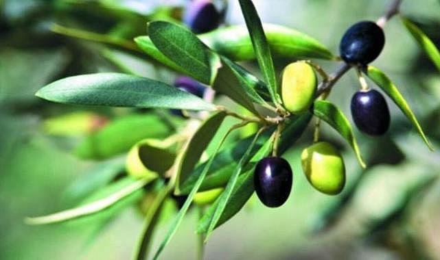 Salihlili Üreticilere Zeytin Fidanları Teslim Edildi