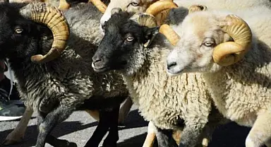 Küçük aile işletmeleri desteklenecek