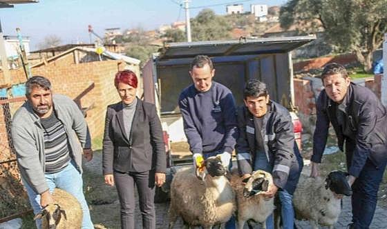 Başkan Çerçioğlu koyunları telef olan üreticiye destek oldu