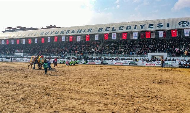Denizlililer deve güreşine akın etti