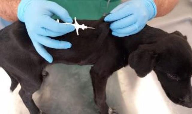 İzmir'de 32 bin sokak köpeğine mikroçip takıldı