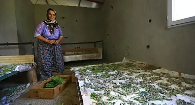 Muğla Büyükşehir Belediyesi,Dut Fidanı Üretiyor, İpekböcekçiliğini Destekliyor