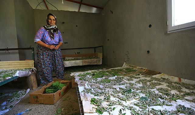 Muğla Büyükşehir Belediyesi,Dut Fidanı Üretiyor, İpekböcekçiliğini Destekliyor