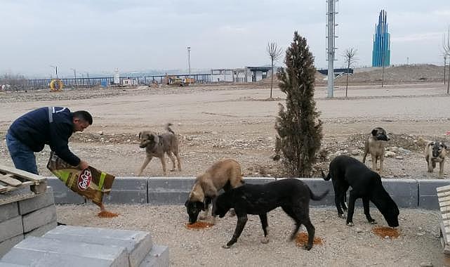 Deprem Bölgesindeki Can Dostlarımız İçin Mama Bırakılıyor