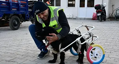 Felçli Köpek 'Karam' ilgi ve sevgiyle yeniden yürümeye başladı felçli köpek 'Karam'ı sevgi ve şefkat iyileştirdi