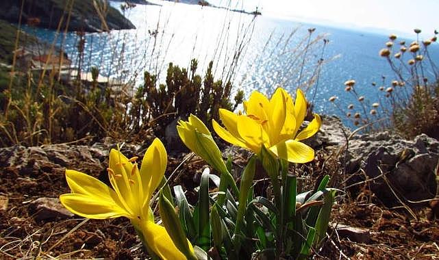 Kuşadası Belediyesi&#039;nden Doğal Botanik Park&#039;a Koruma