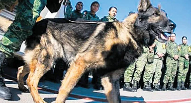 'Proteo' görevi başında öldü