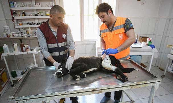 Hatay&#039;da 10 Binden Fazla Hayvana &quot;Şifa Eli&quot; Değdi