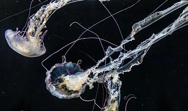 5 binden fazla yeni canlı türü keşfedildi