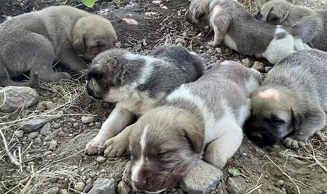 Çalınan can dostlar PETVET sayesinde bulundu