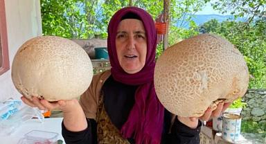Bağbaşı Yaylası’nda dev mantar buldu