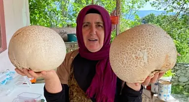 Bağbaşı Yaylası’nda dev mantar buldu