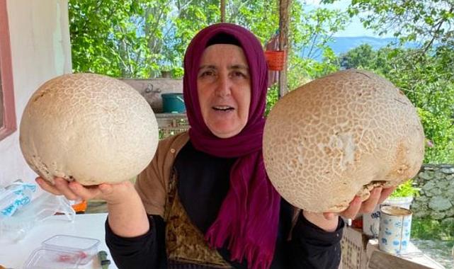 Bağbaşı Yaylası’nda dev mantar buldu