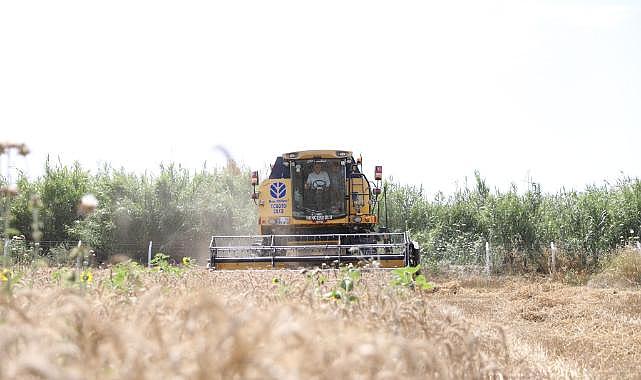 Didim&#039;de İkinci Kez Buğday Hasadı Sevinci Yaşanıyor