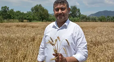 İncirliova’da yılın ilk buğday hasadı yapıldı
