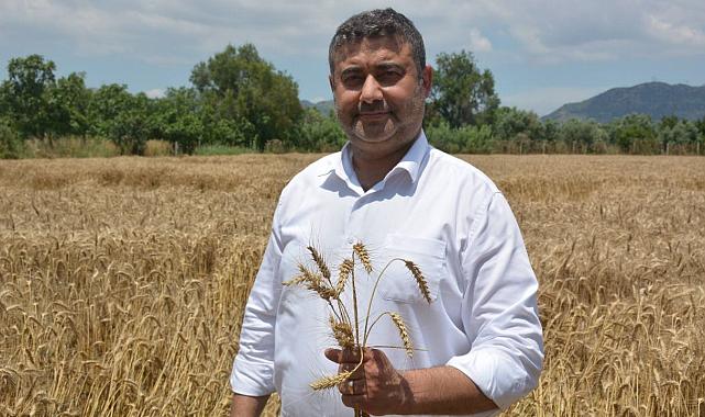 İncirliova’da yılın ilk buğday hasadı yapıldı